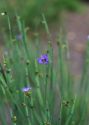 Sisyrinchium montanum Greene attēls