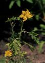 Solanum cornutum Lam. attēls