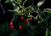 Solanum dulcamara L. attēls