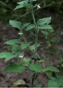 Solanum luteum Mill. attēls