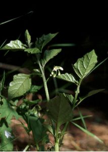 Solanum nigrum L. attēls