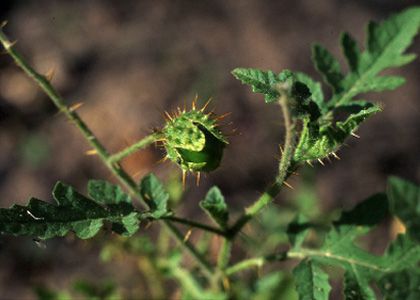 Solanum sisymbriifolium Lam. attēls