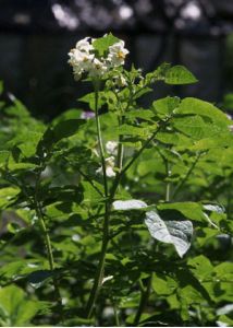 Solanum tuberosum L. attēls