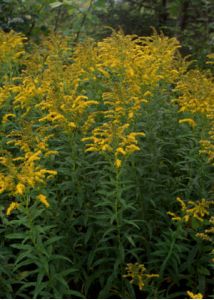 Solidago canadensis L. s.l. attēls