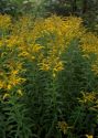 Solidago canadensis L. s.l. attēls