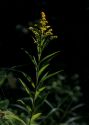 Solidago gigantea Aiton attēls