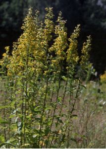 Solidago virgaurea L. attēls