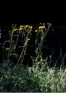 Sonchus arvensis L. attēls