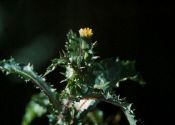 Sonchus asper (L.) Hill attēls