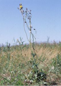 Sonchus humilis N.I.Orlova attēls