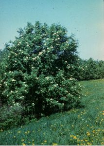 Sorbus aucuparia L. attēls