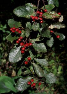 Sorbus intermedia (Ehrh.) Pers. attēls