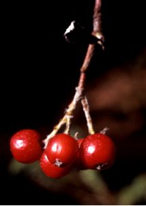 Sorbus rupicola (Syme) Hedl. attēls