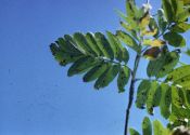 Sorbus teodori Liljef. attēls