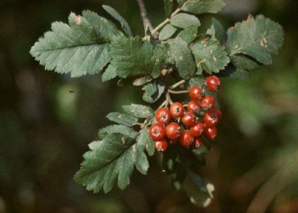 Sorbus x hybrida L. attēls