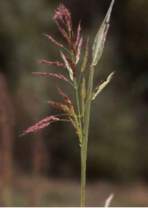 Sorghum halepense (L.) Pers. attēls