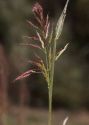 Sorghum halepense (L.) Pers. attēls