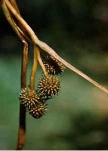 Sparganium angustifolium Michx. attēls