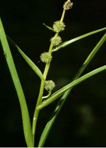 Sparganium emersum Rehmann attēls