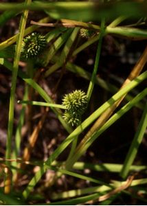 Sparganium glomeratum (Laest.) Neuman attēls