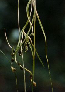 Sparganium gramineum Georgi attēls