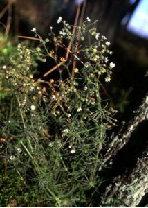 Spergula arvensis L. attēls