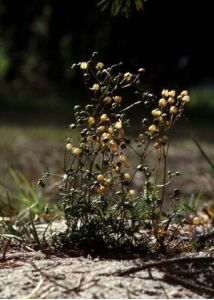 Spergula morisonii Boreau attēls