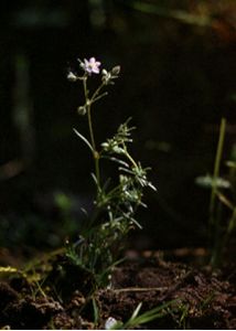 Spergularia rubra (L.) J. et C.Presl attēls