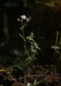 Spergularia rubra (L.) J. et C.Presl attēls