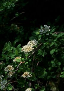 Spiraea chamaedrifolia L. attēls