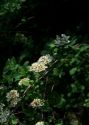 Spiraea chamaedrifolia L. attēls