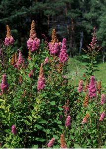 Spiraea x billardii Hérincq attēls