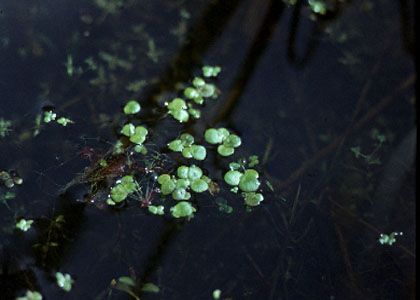 Spirodela polyrhiza (L.) Schleid. attēls