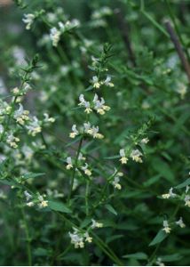 Stachys annua (L.) L. attēls