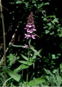 Stachys palustris L. attēls