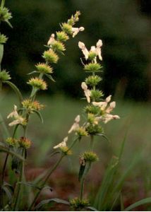 Stachys recta L. attēls