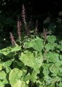 Stachys sylvatica L. attēls