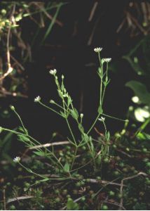 Stellaria crassifolia Ehrh. attēls