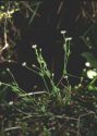 Stellaria crassifolia Ehrh. attēls