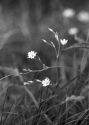 Stellaria graminea L. attēls