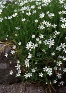 Stellaria holostea L. attēls