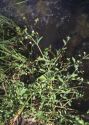 Stellaria longifolia Muhl. ex Willd. attēls