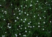 Stellaria palustris Retz. attēls