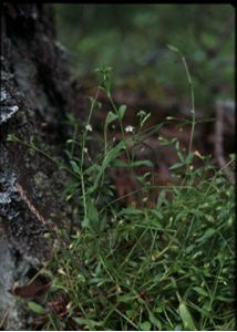Stellaria uliginosa Murray attēls