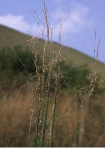 Stipa capillata L. attēls