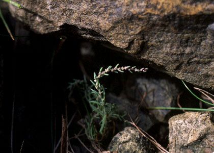 Suaeda maritima (L.) Dumort. attēls