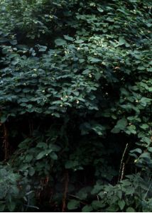 Symphoricarpos albus (L.) S.F.Blake attēls