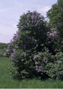 Syringa vulgaris L. attēls