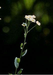 Tanacetum balsamita L. attēls