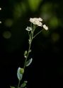 Tanacetum balsamita L. attēls